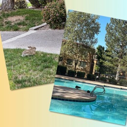 Even the wildlife loves living at La Paloma apartments! We have ducks and bunnies that love to roam around. 🦆🐇 Instagram post from @lapalomaabq on May 04, 2024 09:54:12am